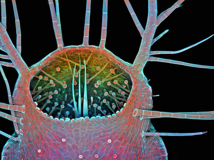 Intake of a humped bladderwort, a freshwater carnivorous plant