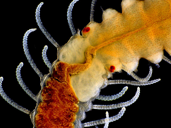 Adult marine worm