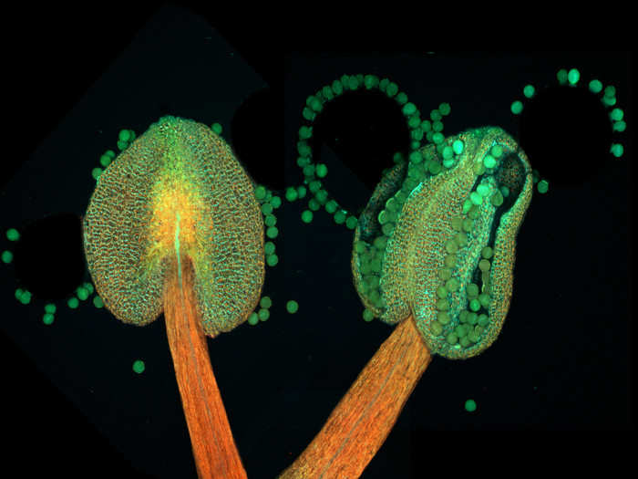 Anther of a flowering Arabidopsis thaliana plant