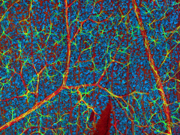 Blood vessels and neural cells in a mouse retina