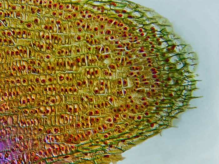 Root tip of a dicot plant