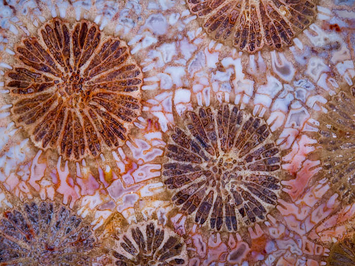 Red fossil coral slab