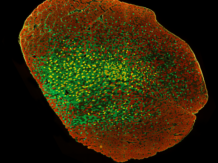 Mouse bicep muscle cross-section