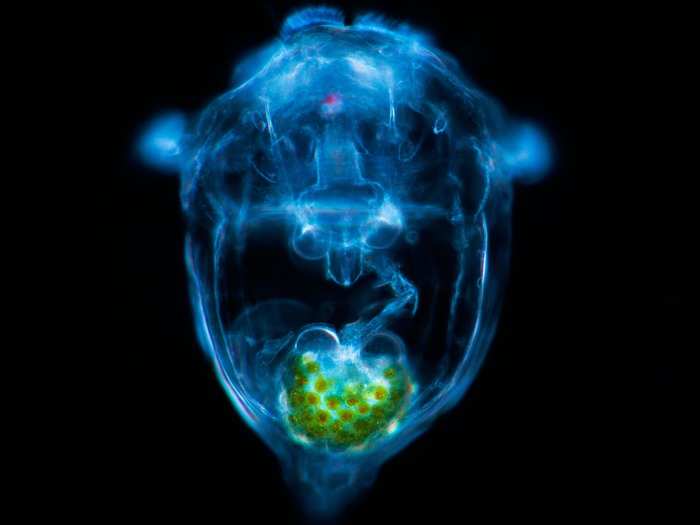 Living rotifer