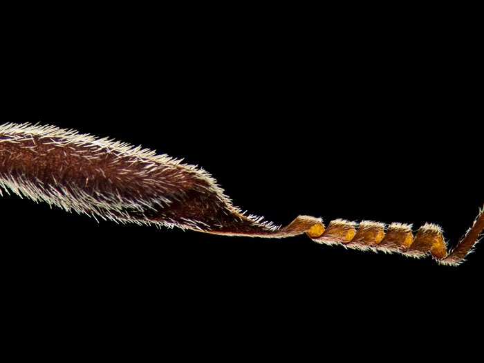 Australian grass seed