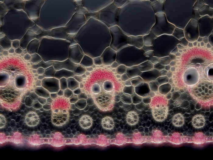 Vascular bundles of papyrus plant