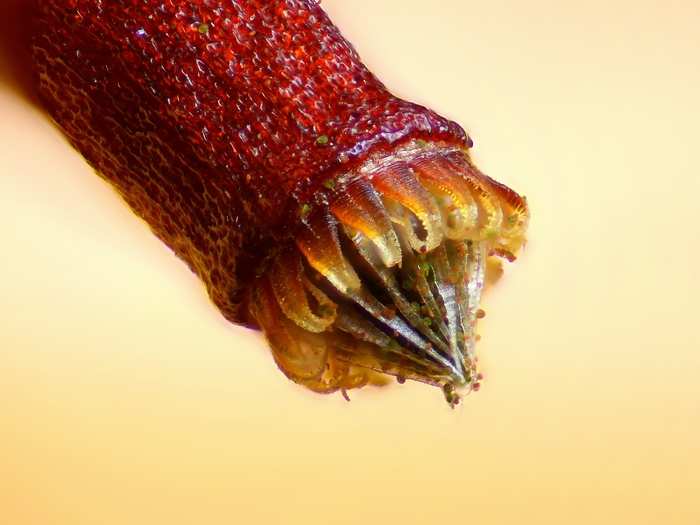 Spore capsule of a moss