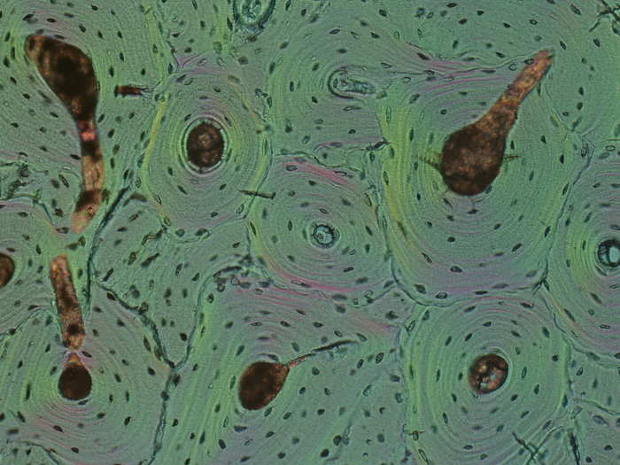 Cross-section of a fossilized bone from a prehistoric horse