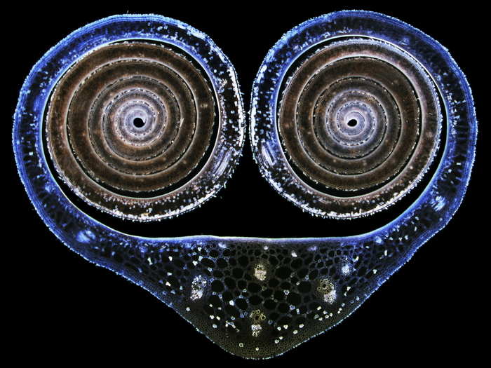 Cross-section of a leaf on a water lily bud