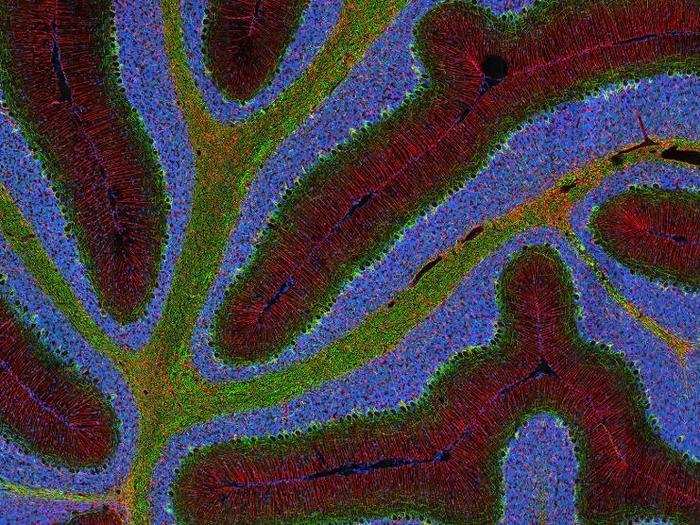 Rat cerebellum cross-section