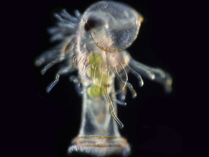 Larva of a horseshoe worm