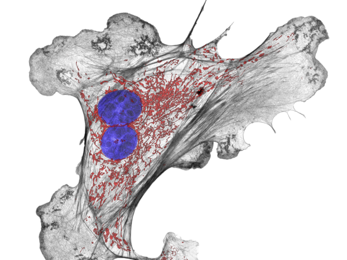 Cow lung artery cell, with structural fibers (black), mitochondria (red), and DNA (blue)