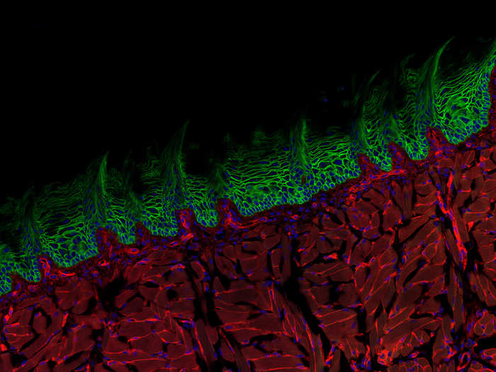 Mouse tongue cross section