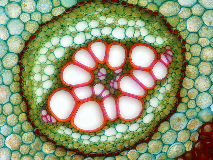 Ostrich fern cross section