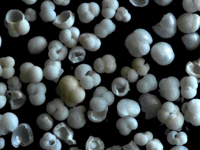 Foraminifera shells from the sea