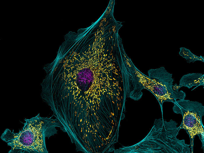 Cow artery cells