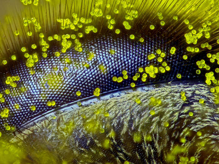 Eye of a honey bee covered in dandelion pollen