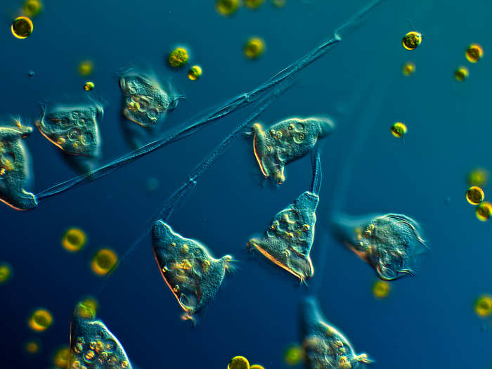 Colony of single-celled organisms