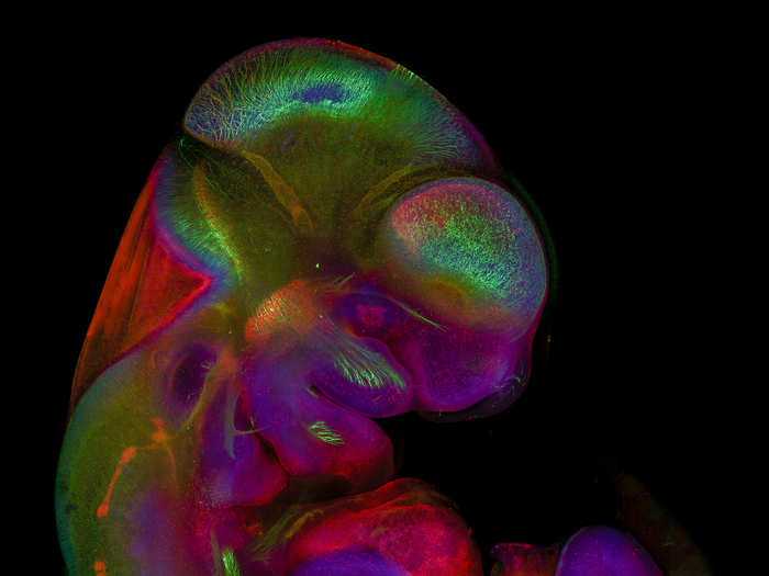 A 10.5-day-old muse embryo