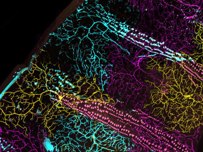 Individually colored neurons in a live fruit fly larva