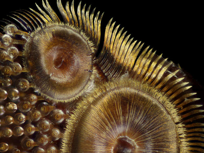 Suction cups on a diving beetle foreleg