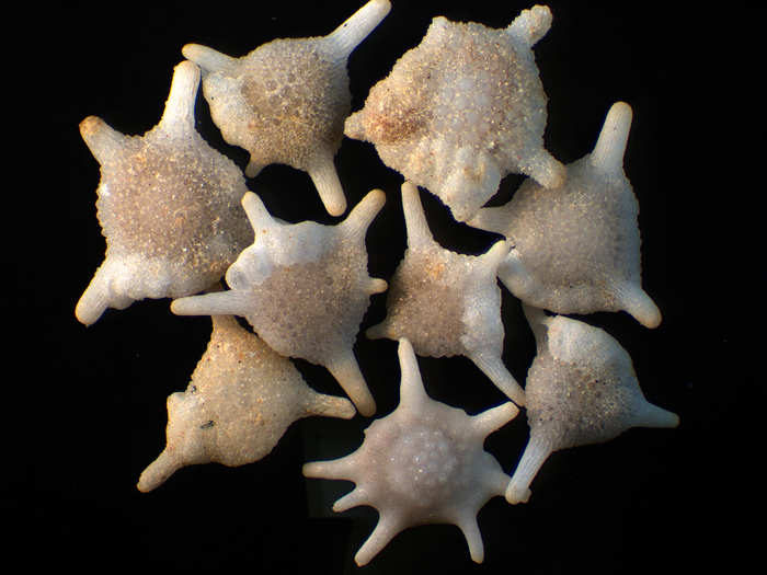 Shells from a deep-sea dredge in the Southwestern Pacific Ocean