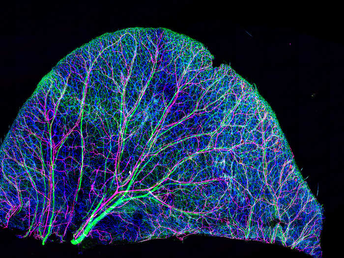 Nerves and blood vessels in a mouse ear skin