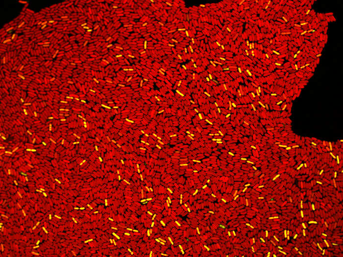 Zinc-stressed bacteria; red cells are healthy, yellow are impaired, and green are dead