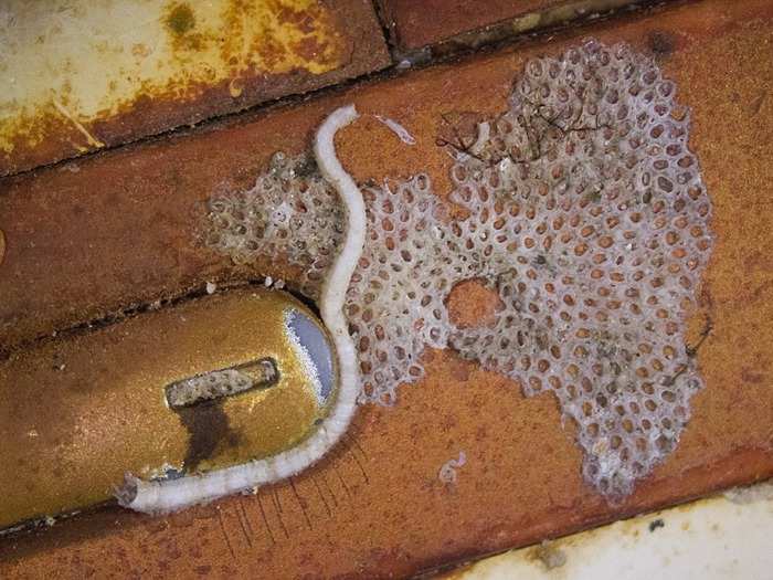 Power button of a mobile phone collected from the ocean bottom, which includes bryozoan crust (right) and marine worm tube (left)