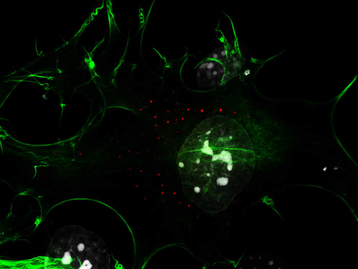 Mouse embryo cells