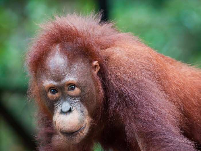 Tanjung Putting National park in Kalimantan serves as an orangutan rehabilitation center. Visitors can take a jungle river cruise past three orangutan feeding stations.