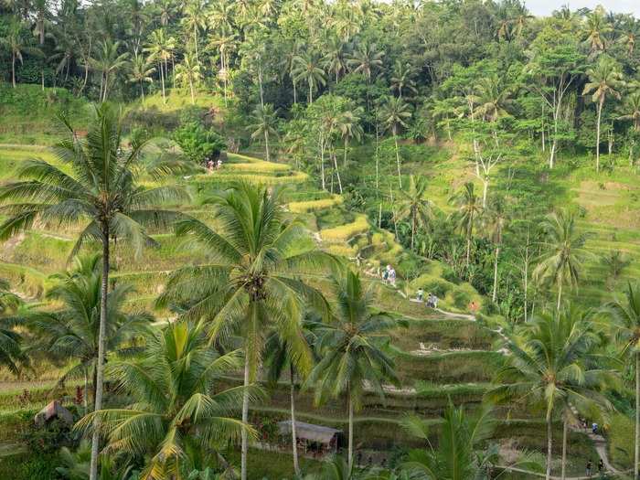 The Tegallalang Rice Terraces in Ubud, Bali, are famous for their breathtaking displays of rice paddies. The area offers a high roadside location for photo opportunities as well as a number of art kiosks and cafes near the ledge.