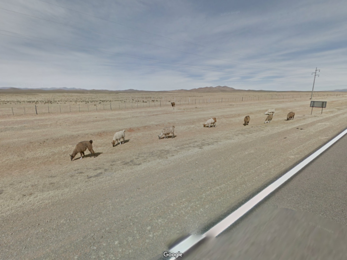 A herd of alpacas graze alongside a road in La Quiaca, Jujuy in Argentina.