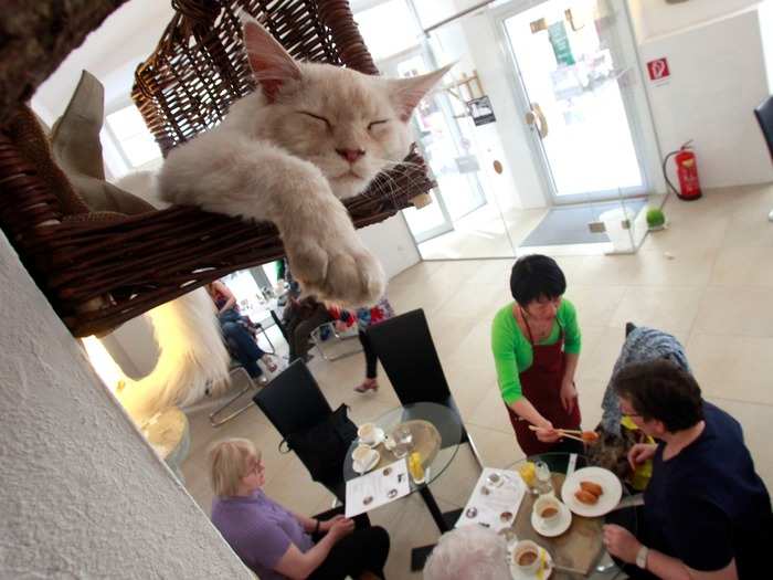 A cat sleeps in his basket as a waitress serves some food to customers in Vienna