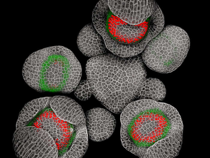 Young buds of a Arabidopsis flowering plant