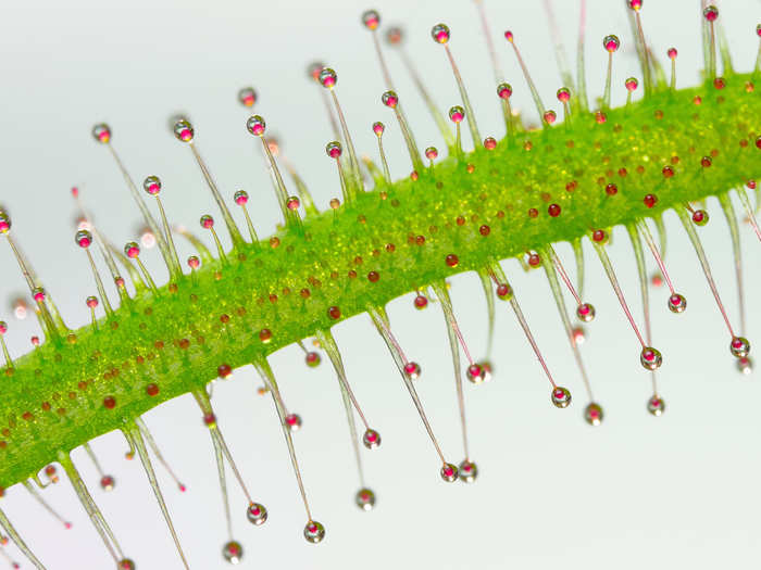 Tentacles of a carnivorous plant