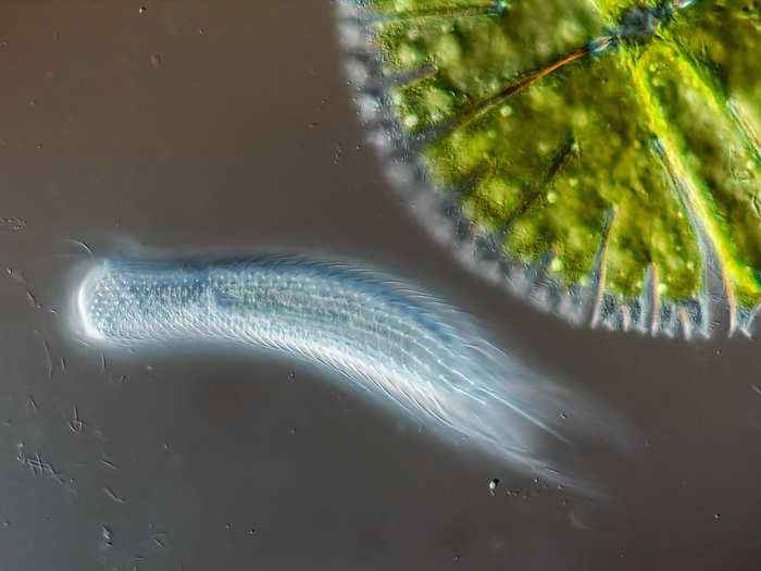 Hairyback worm (bottom) next to algae (top right)