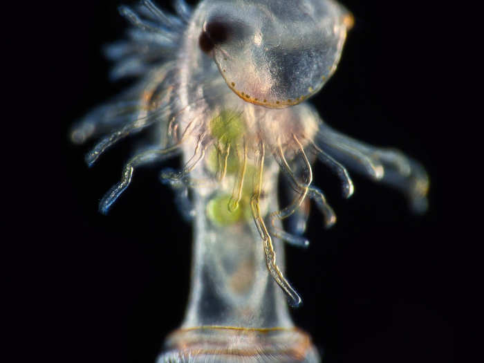 Larva of a horseshoe worm