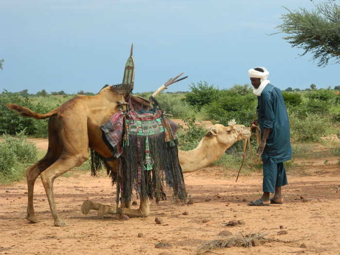 In some places, people still use camels to get between cities.