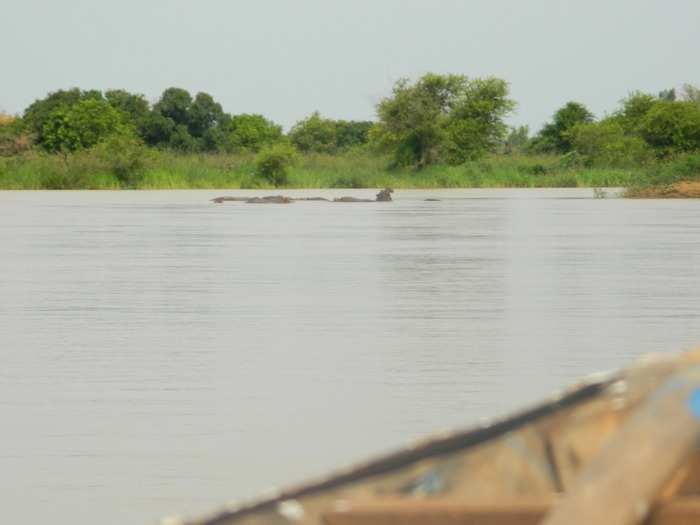 We saw them about an hour upstream from Niamey. Their snouts poke out of the water, and their blowholes give off little clouds of mist.