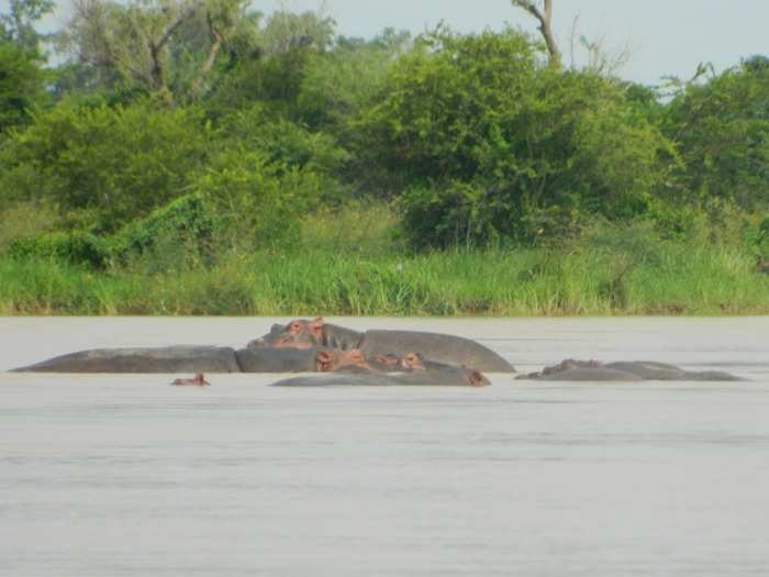 Hippos are huge. In the wild, it feels like even the small ones are the size of a car.