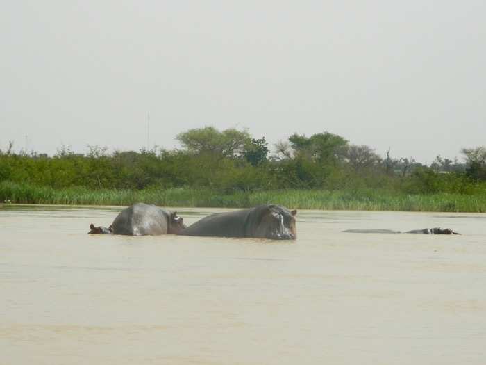 Hippos spend a lot of their time under water, with only their eyes and noses above the surface. But they have to come up for air every once in awhile.