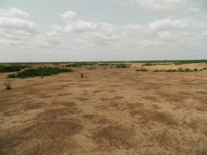 Niamey is also an hour from the last wild giraffe herd in West Africa. For whatever reason, this parched, flat plane in a place called Koure is home to the last 400 wild giraffes within hundreds of miles.