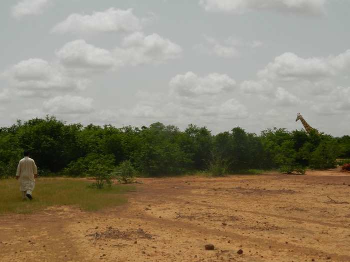 The giraffes are almost like living skyscrapers. Like the hippos, they feel like giants from another world.