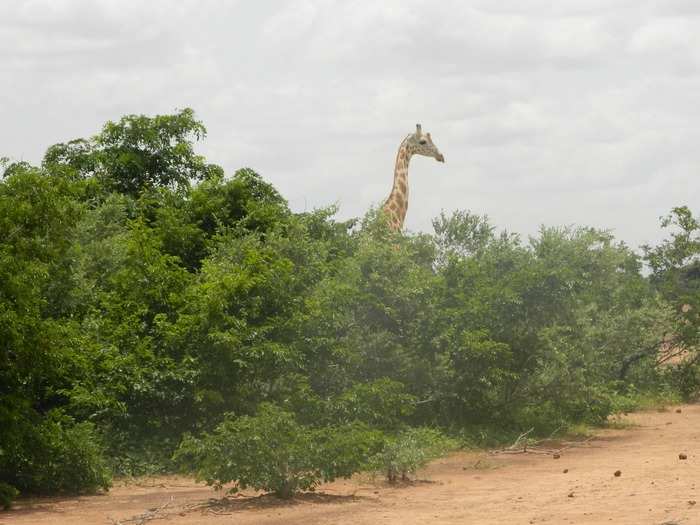 The giraffes browse the trees, and even gallop at times.