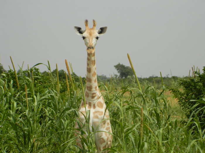 The herd has grown over the past few decades — 20 years ago, there were only 50 giraffes left in Koure. Now there are over 400.