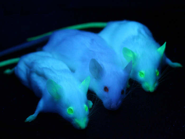 Glow-in-the-dark mice