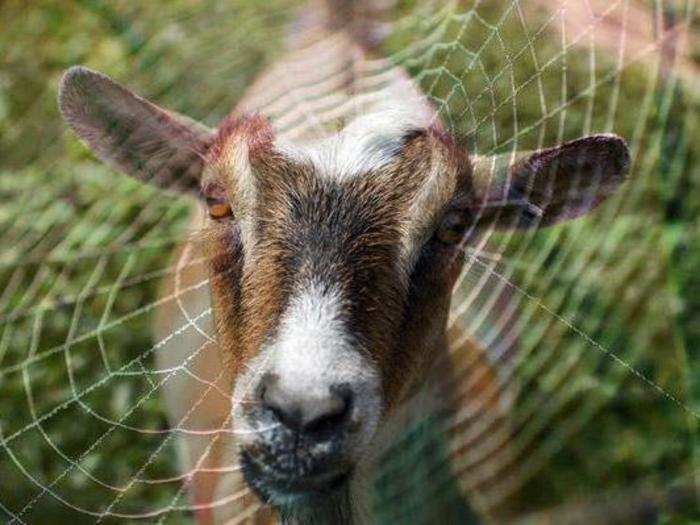 Silk-spinning goats