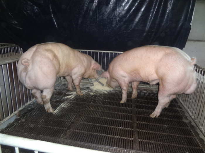 Super-muscly pigs