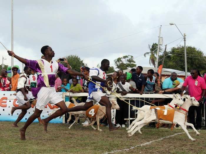 Pictured here is Jockey Samuel Cudjoe running his goat over the finish line at the Class C2 100-meter race. The goat-racing event is part of Trinidad and Tobago